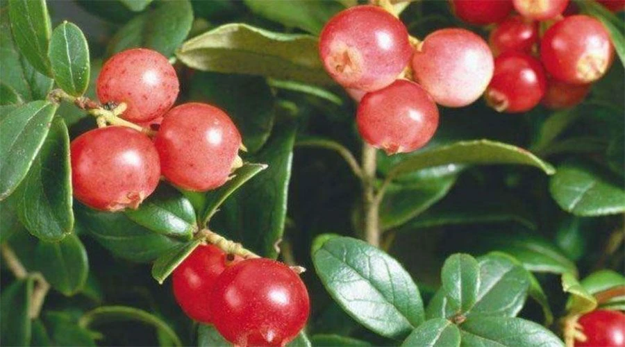 Camu Camu Extract