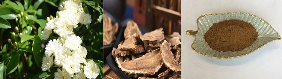 Wholesale Aucklandia Root Extract