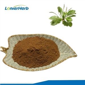 Plantago Lanceolata Özü