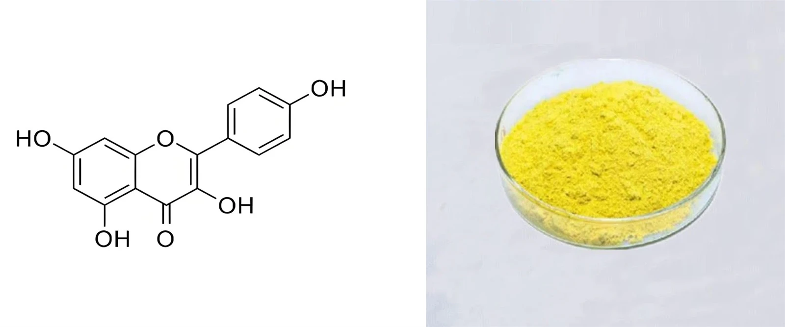 kaempferol powder kaempferol powder